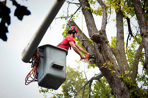 Best Leaf Removal  in Ave Maria, FL